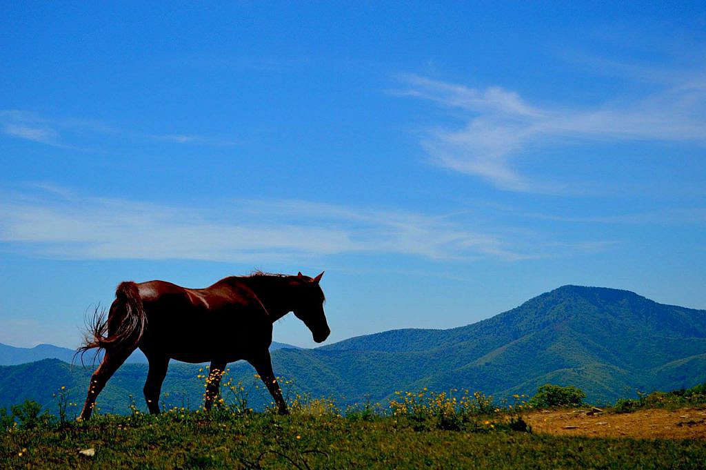 horse at hemphill bald